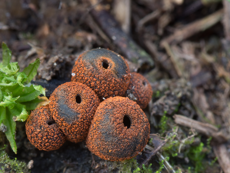 Plectania melastoma